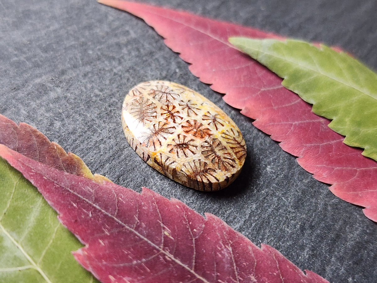 Fossilized Coral