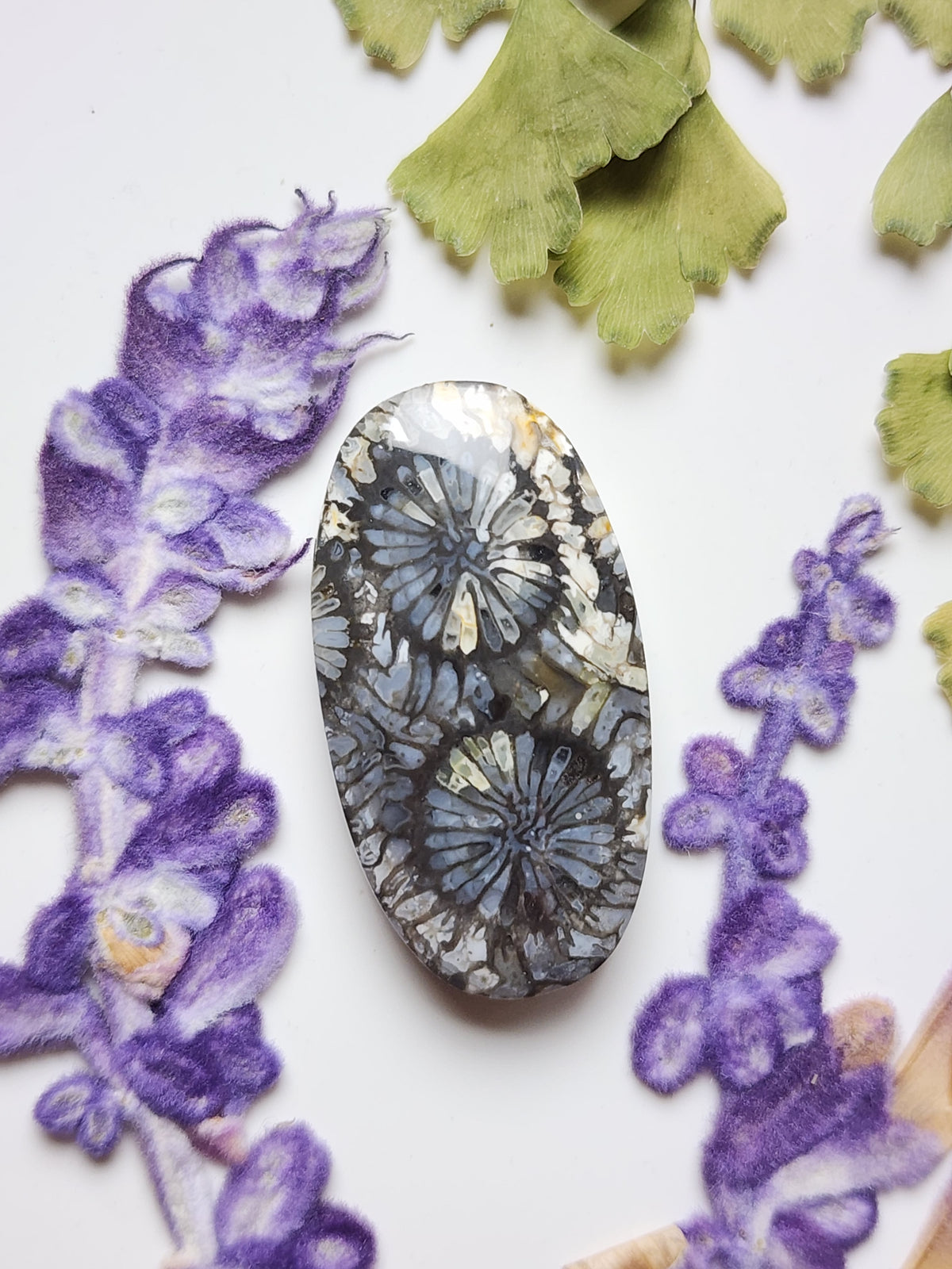 Fossilized Coral