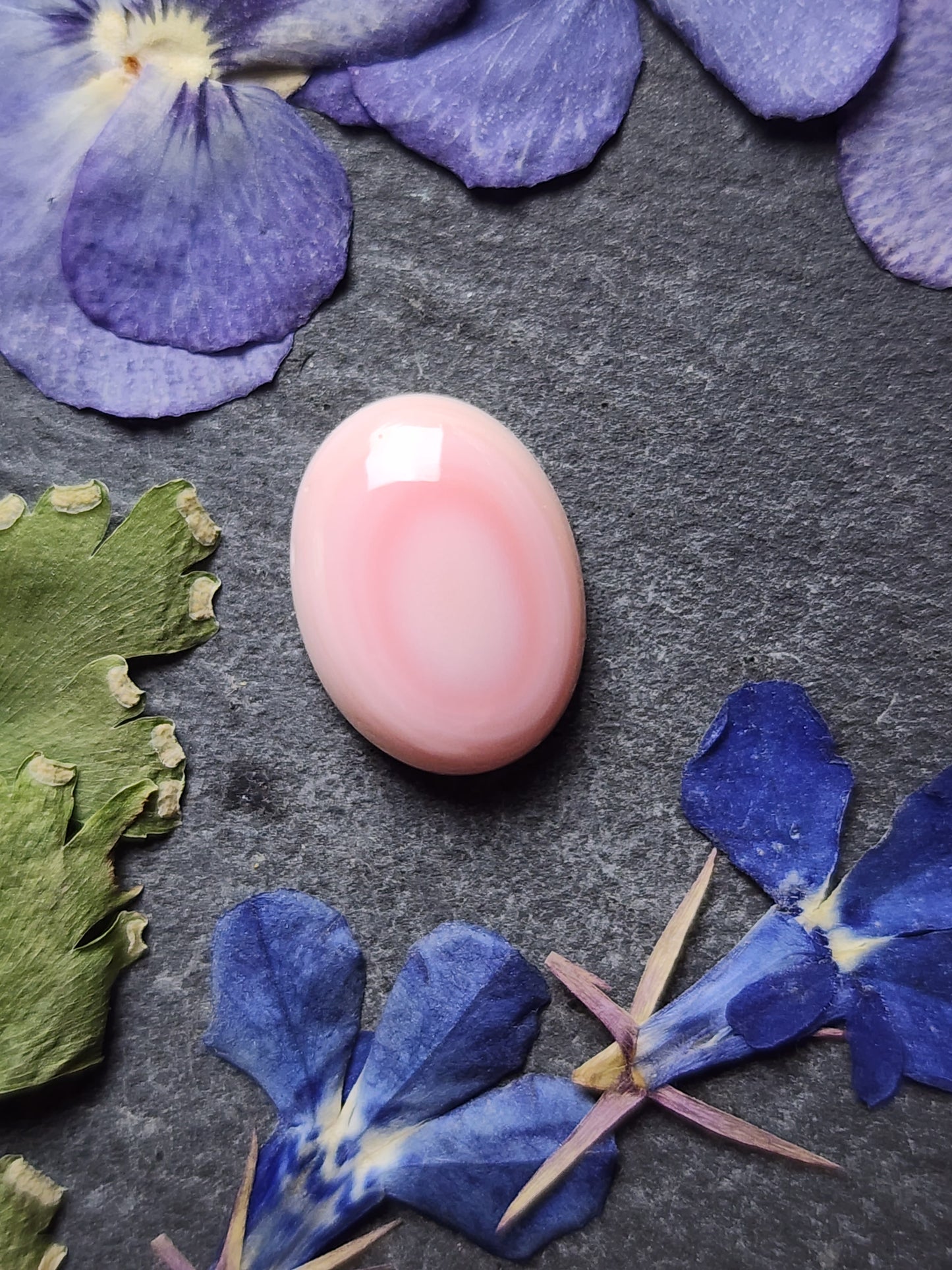 Pink Conch shell
