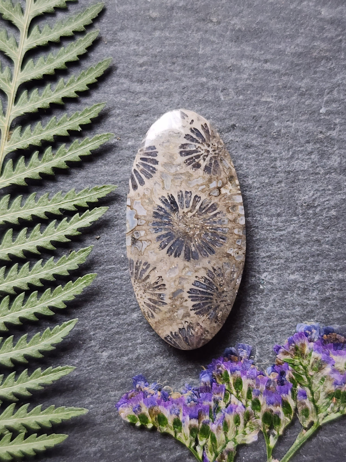 Fossilized coral
