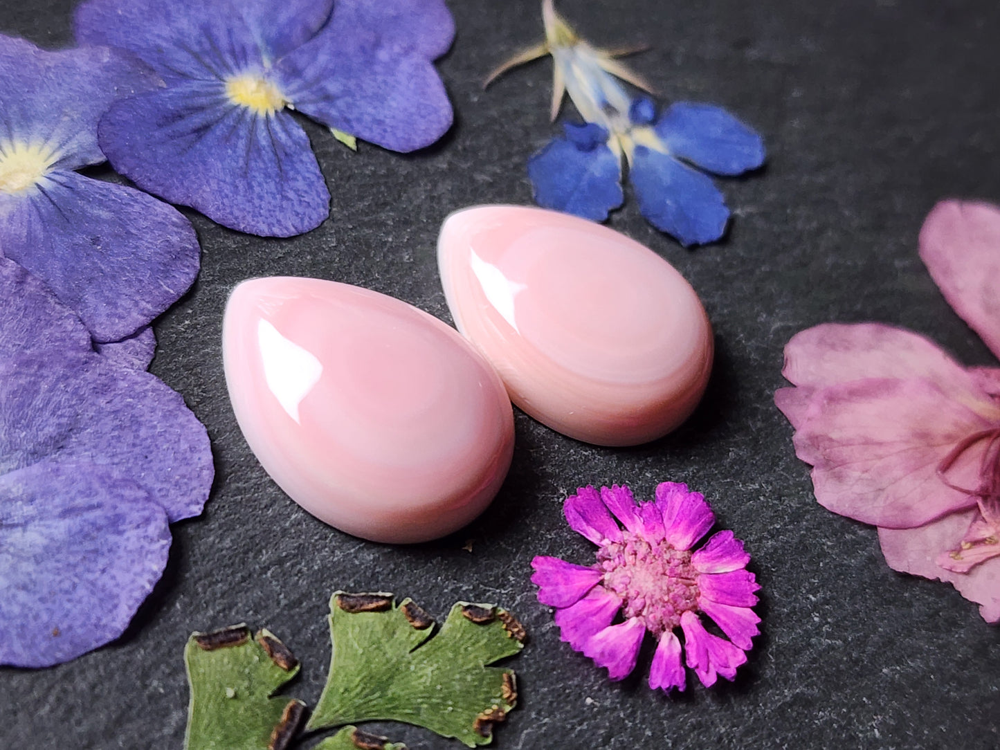 Pink Conch shell pair