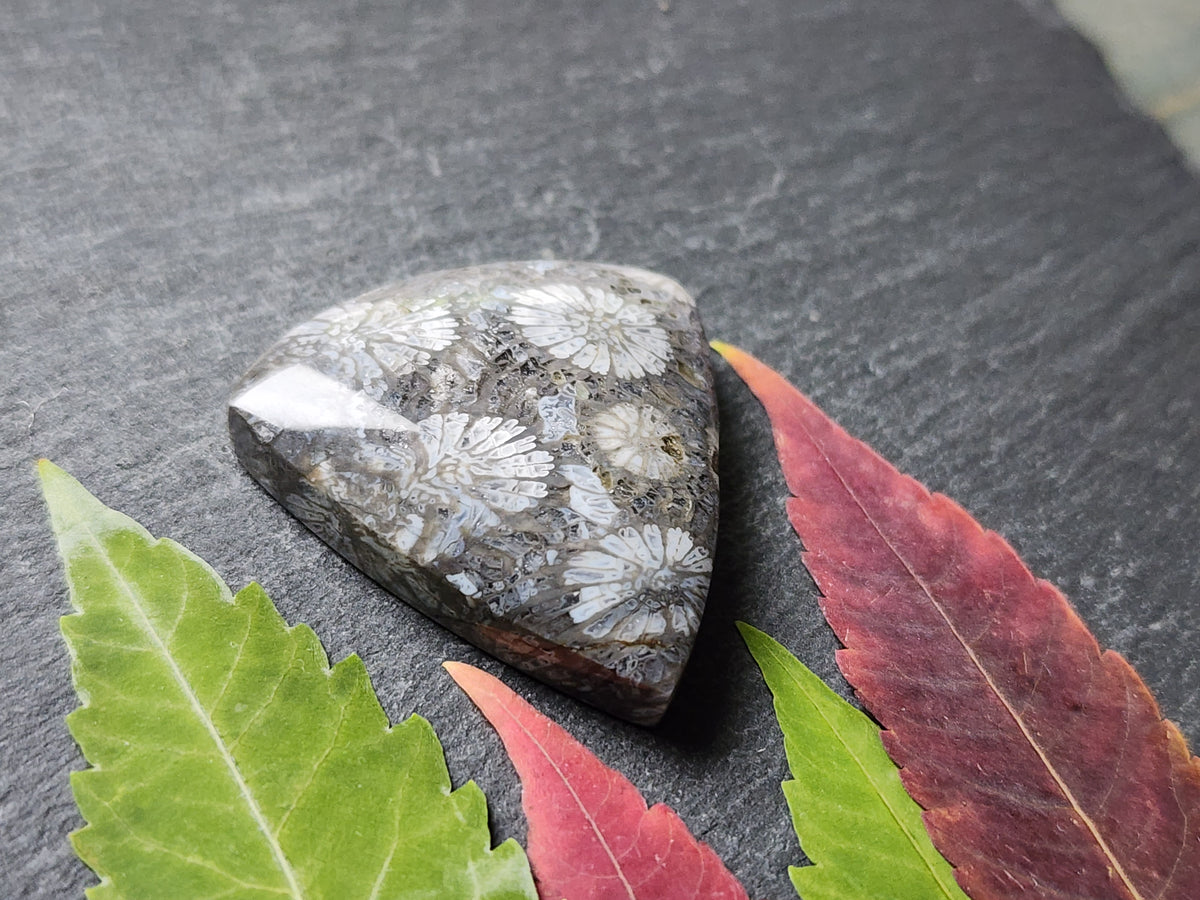 Fossilized Coral