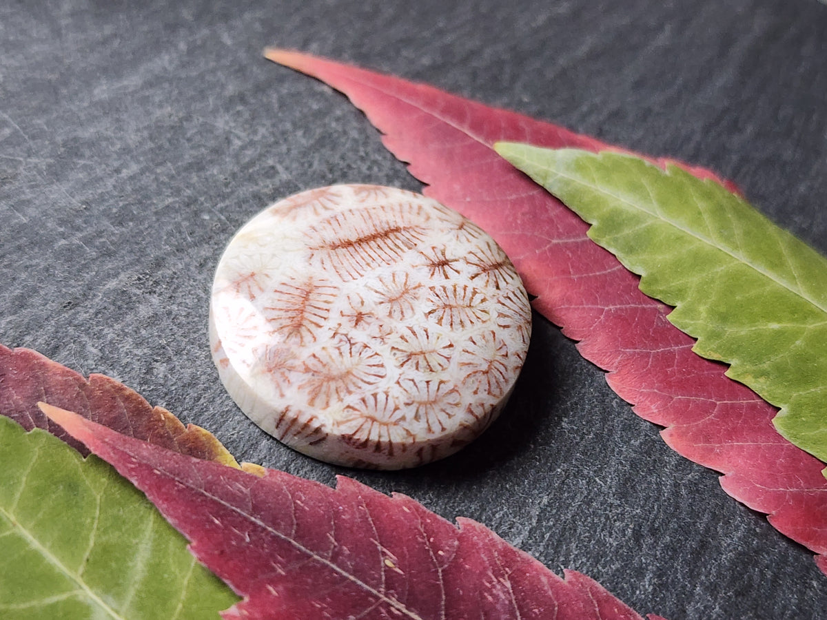 Fossilized Coral