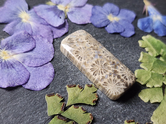 Fossilized Coral