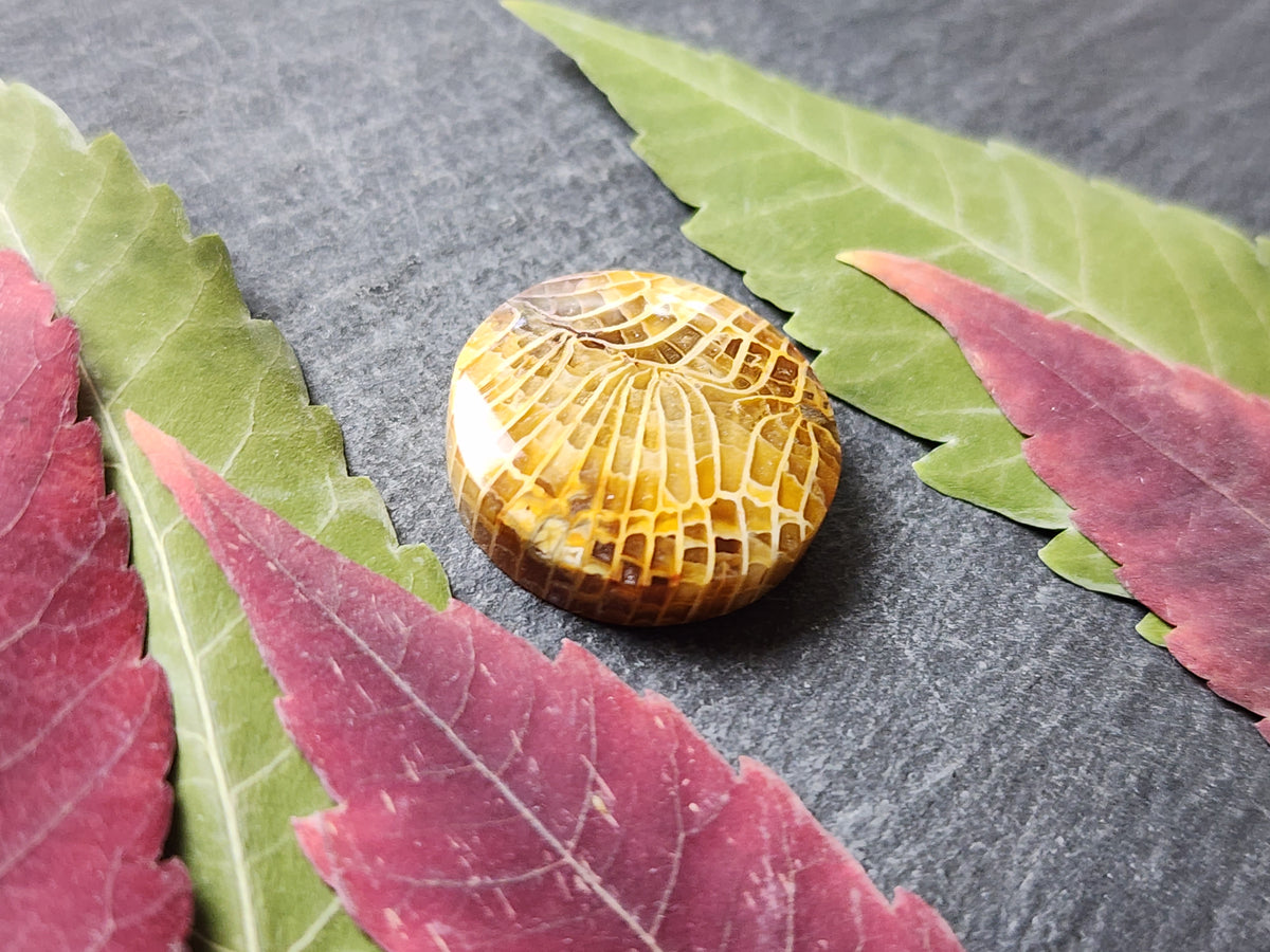 Fossilized Coral