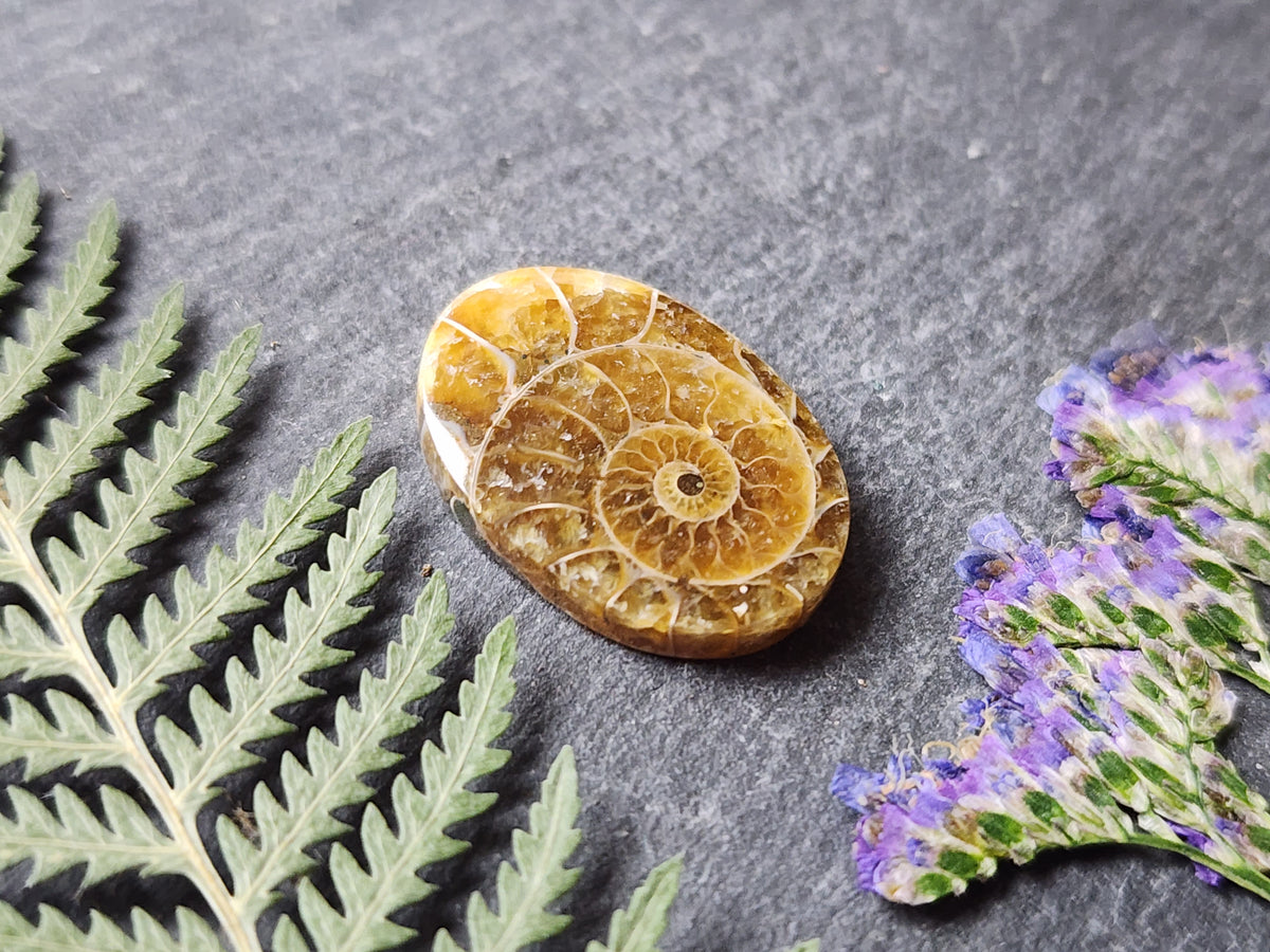 Ammonite Fossil