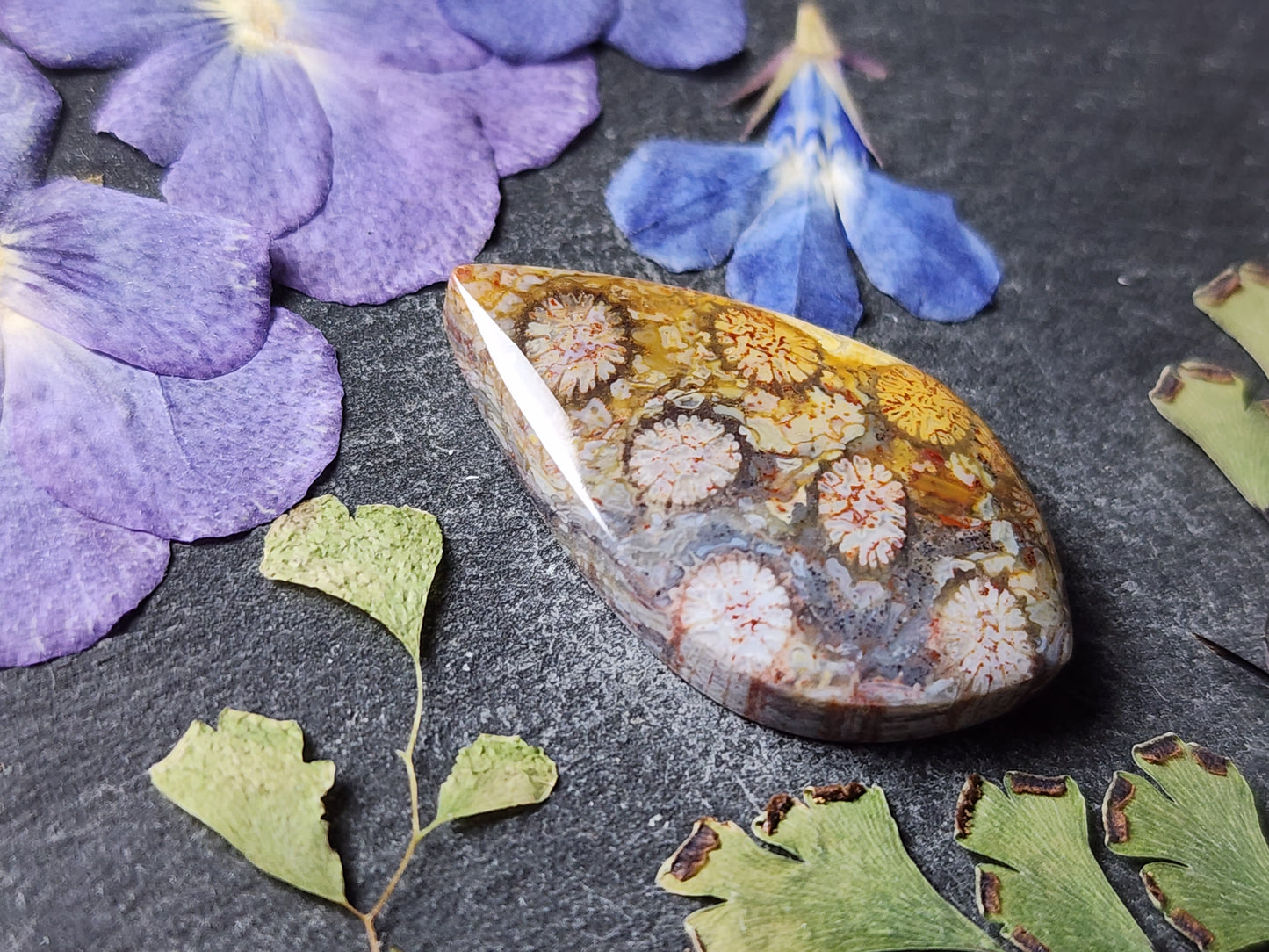 Fossilzied Coral