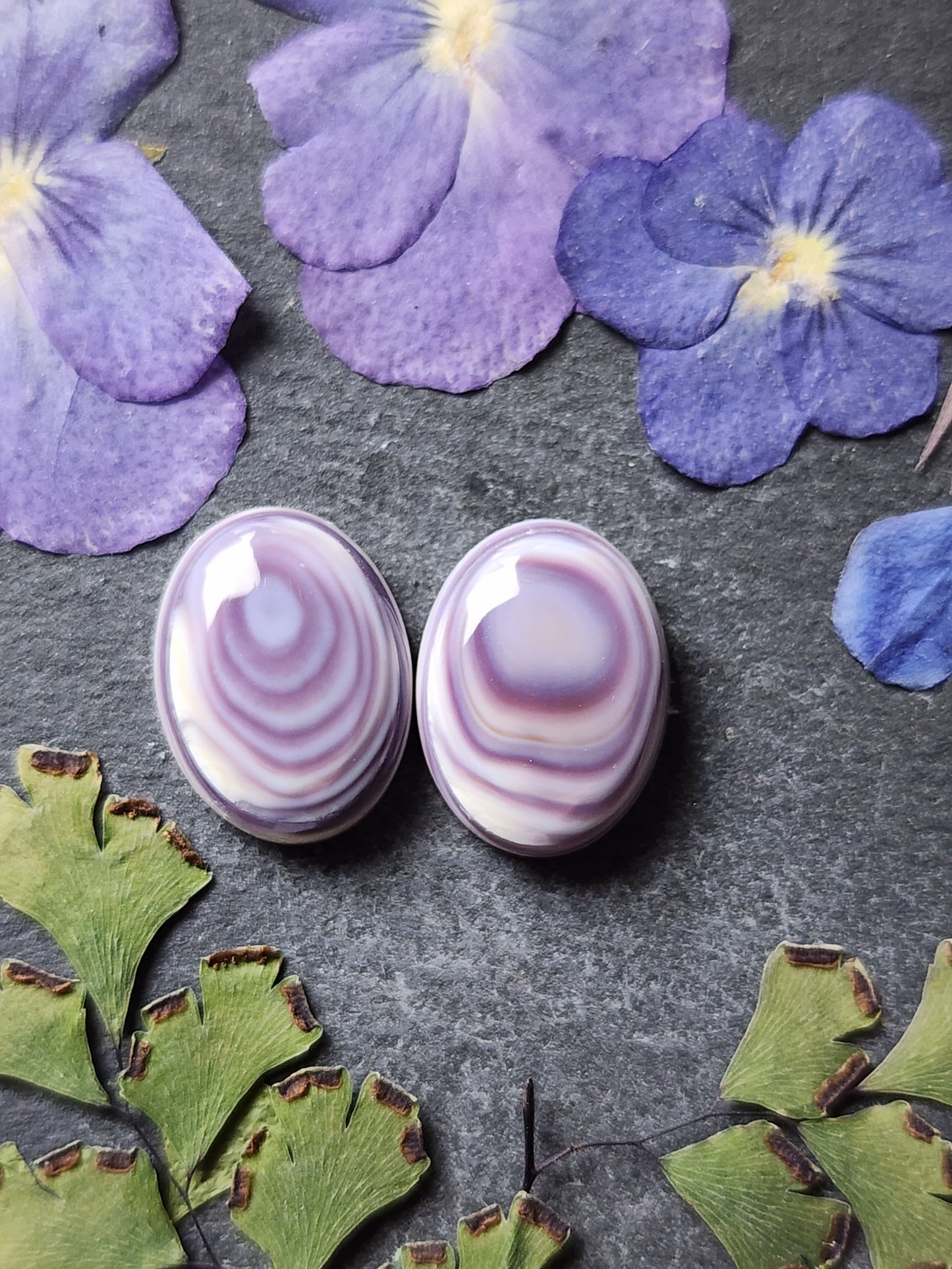 Wampum shell pair