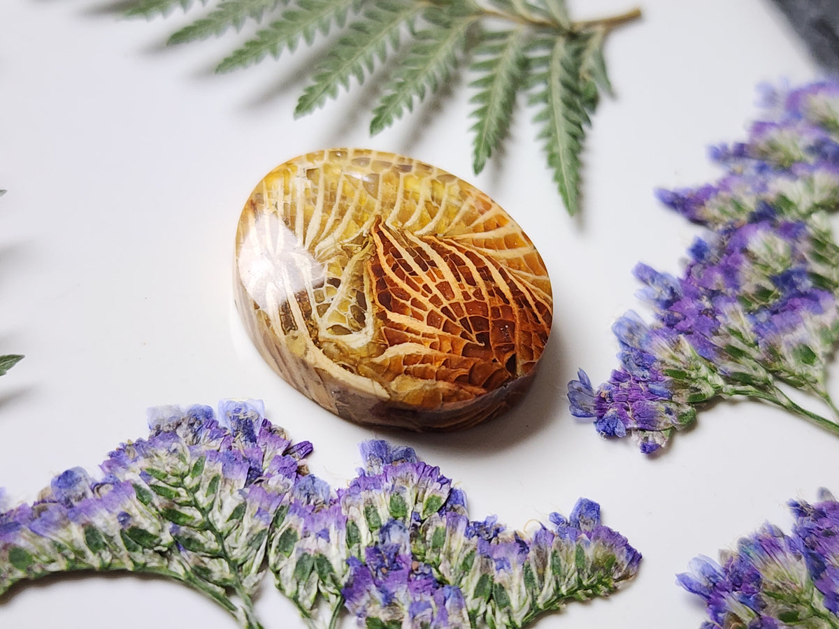 Fossilized coral
