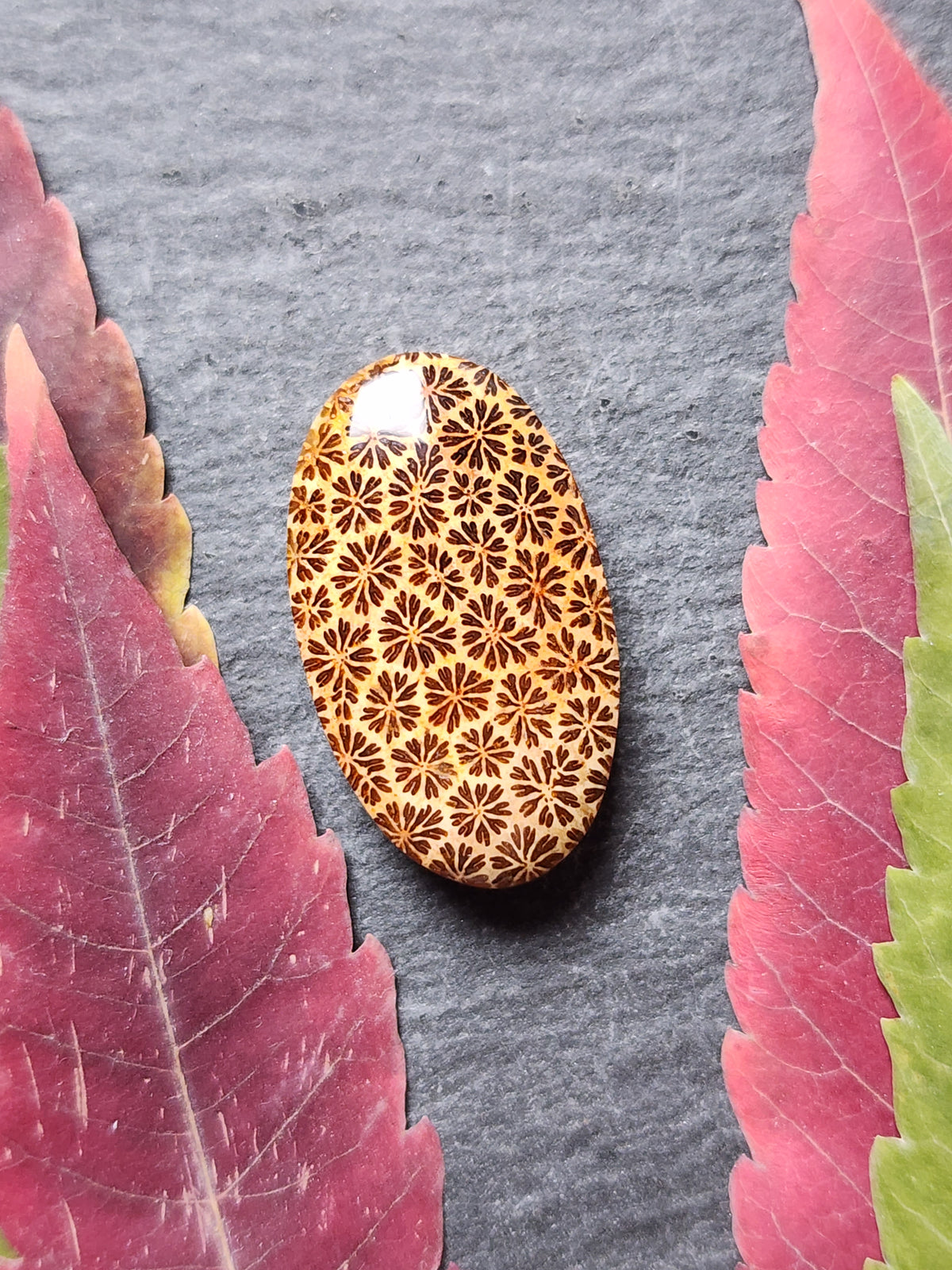 Fossilized Coral