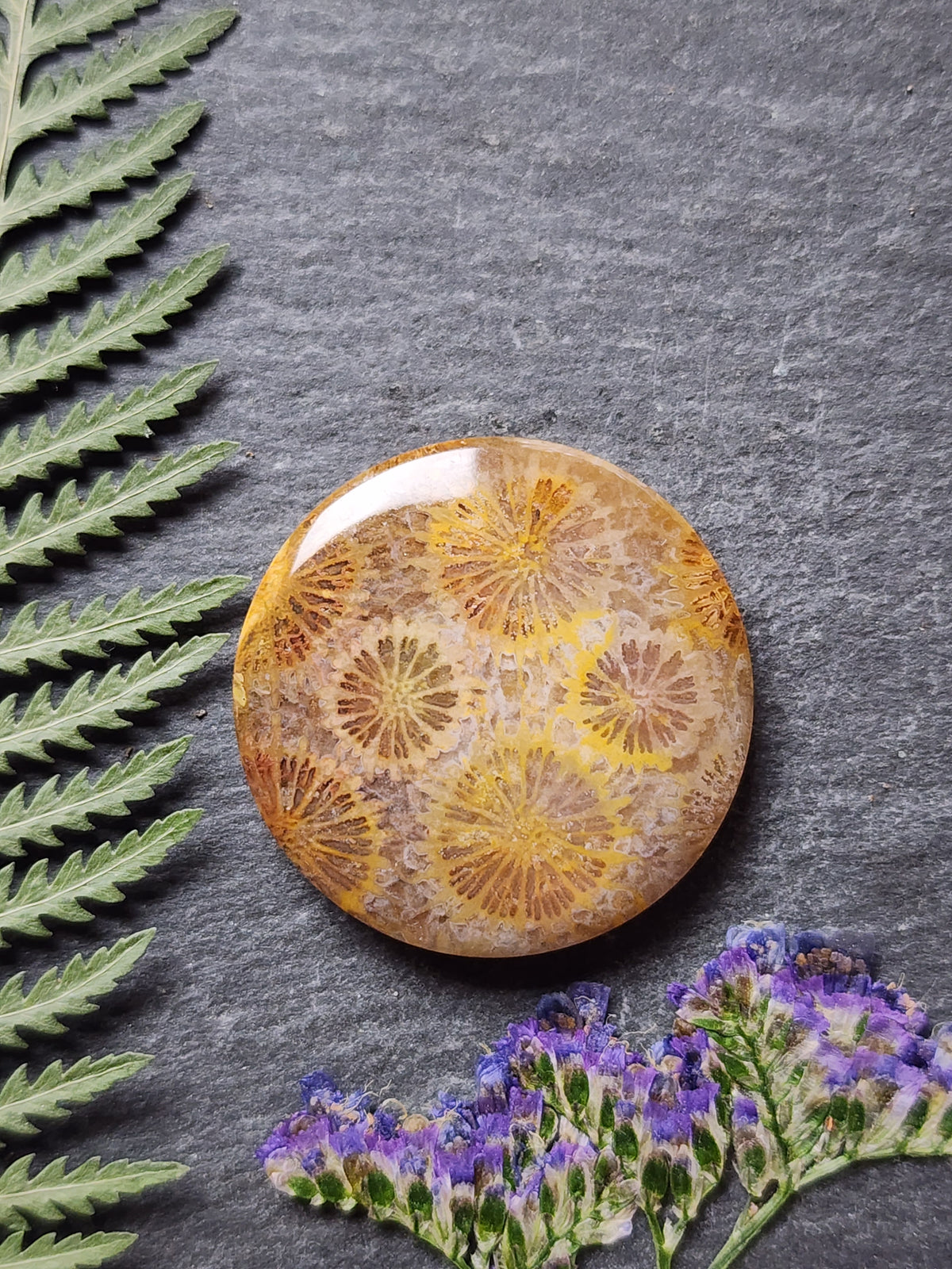 Fossilized coral