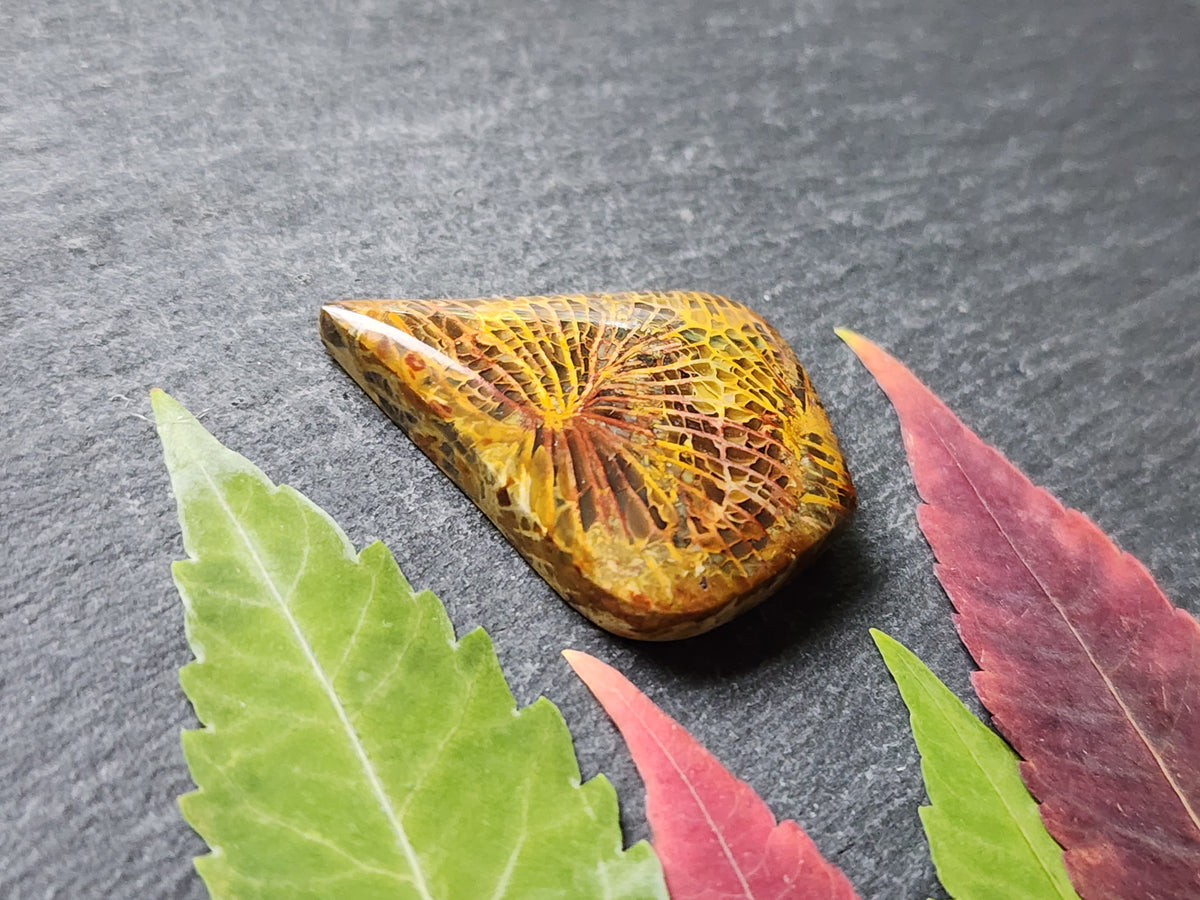 Fossilized Coral