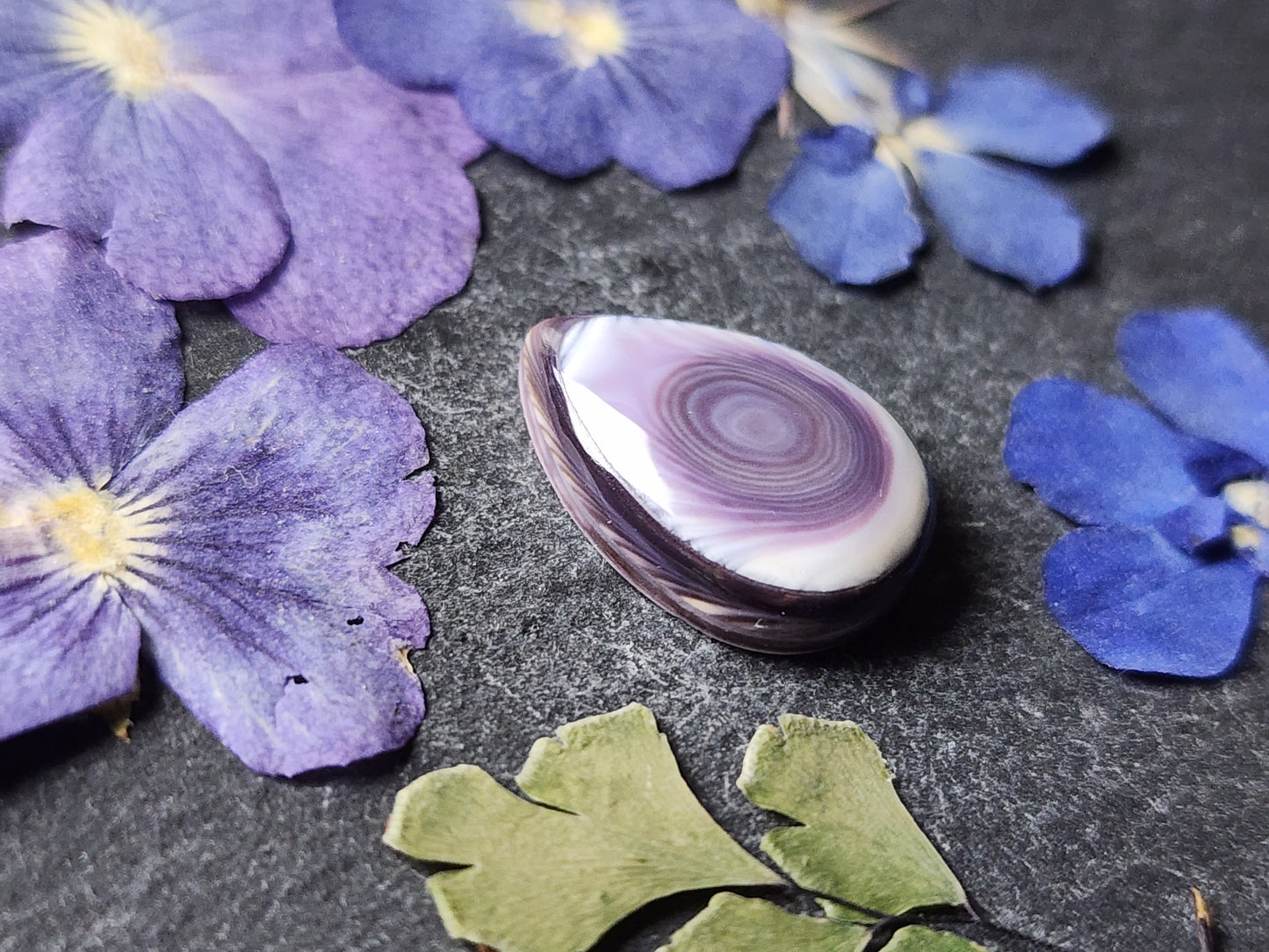 Wampum shell