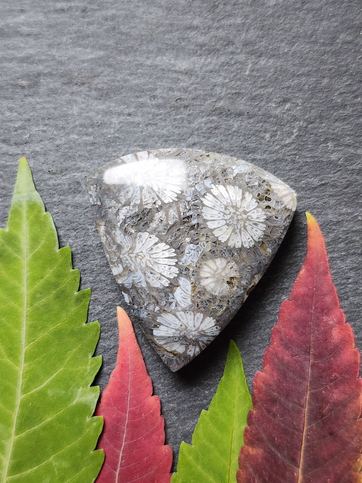 Fossilized Coral