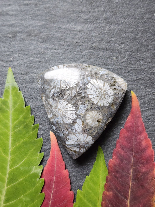 Fossilized Coral