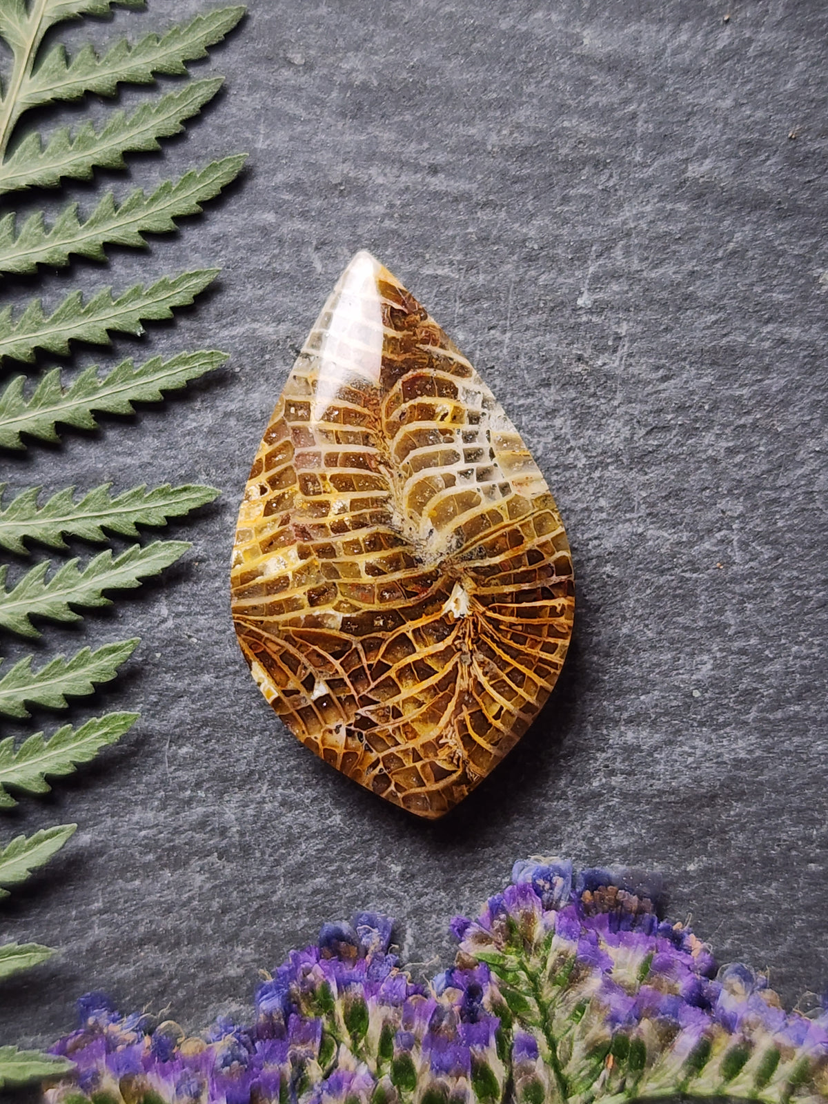 Fossilized Coral