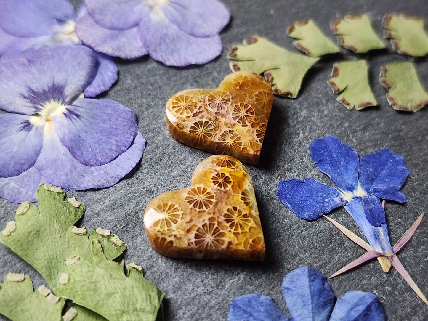 Fossilized Coral heart pair