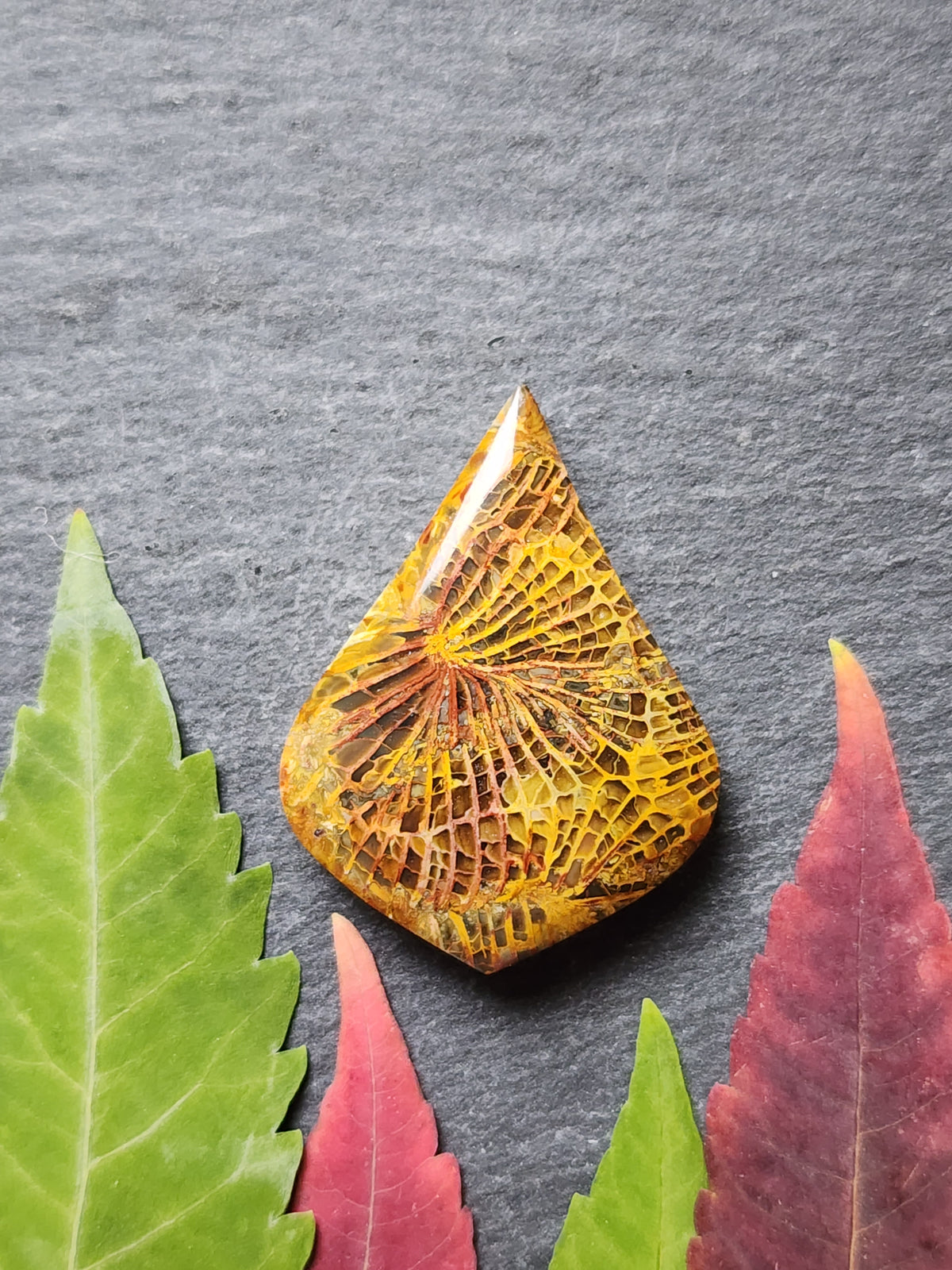 Fossilized Coral