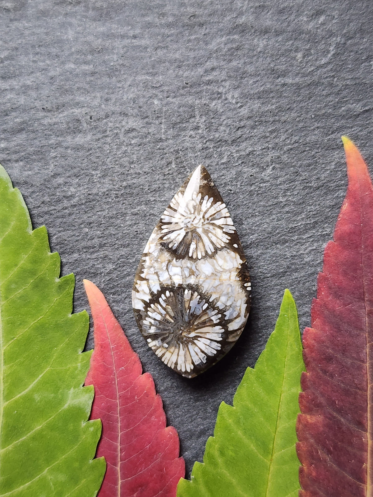 Fossilized coral