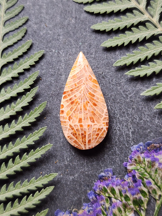 Fossilized coral