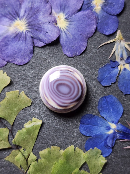 Wampum shell