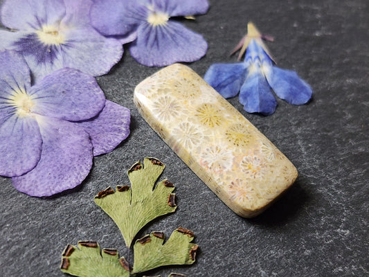 Fossilized Coral