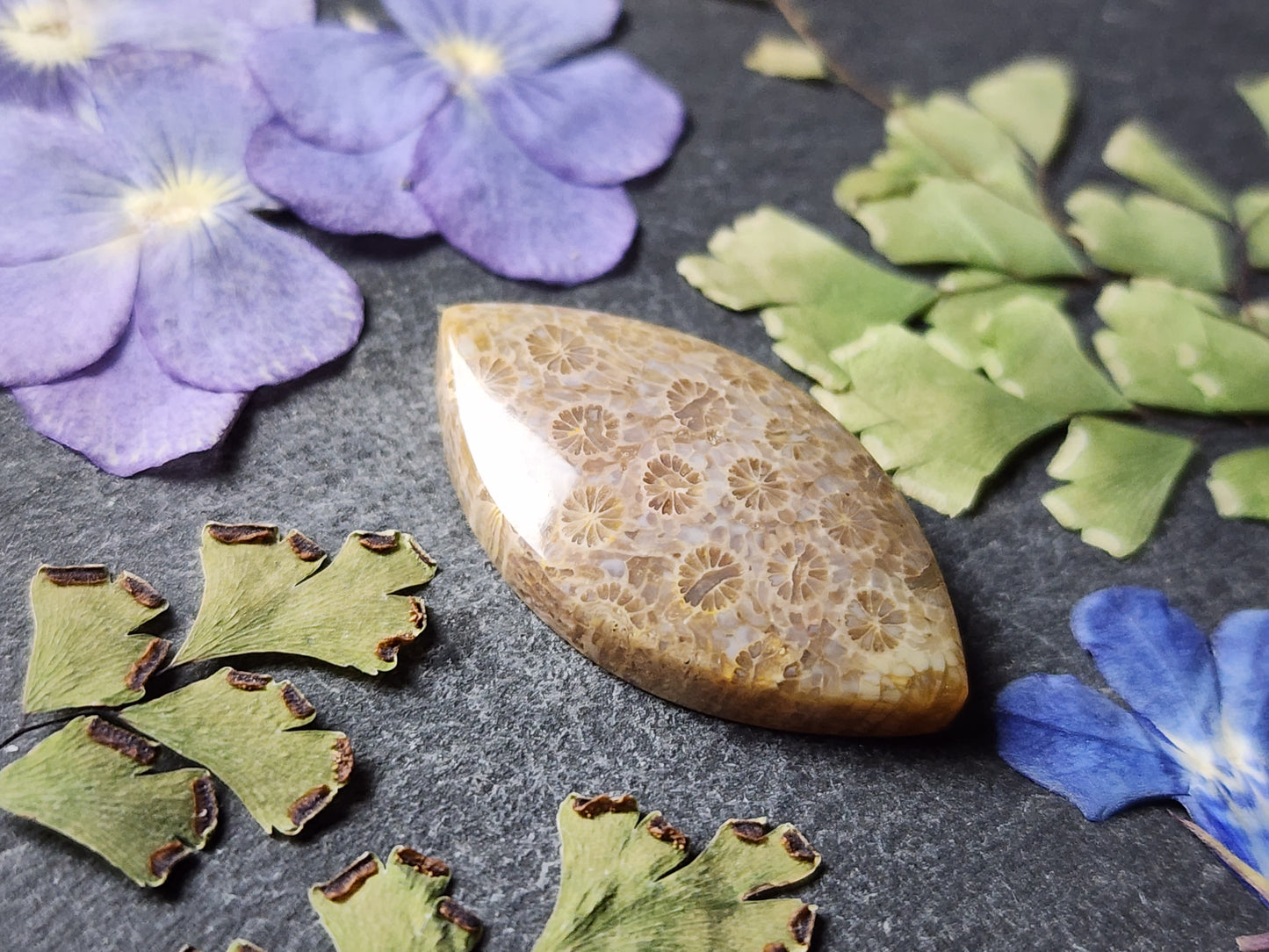 Fossilized coral