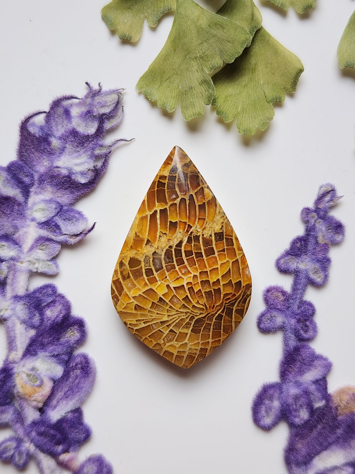 Fossilized Coral