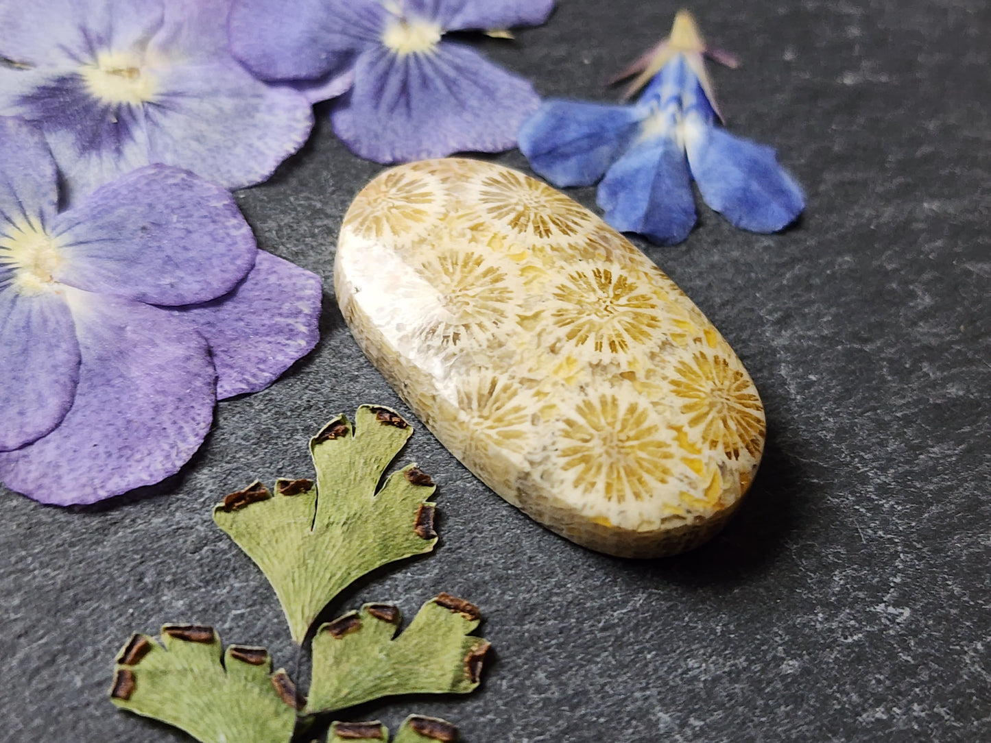 Fossilized Coral