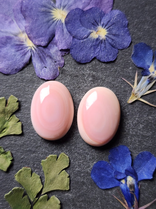 Pink conch shell pair