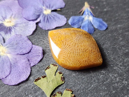 Fossilized Coral