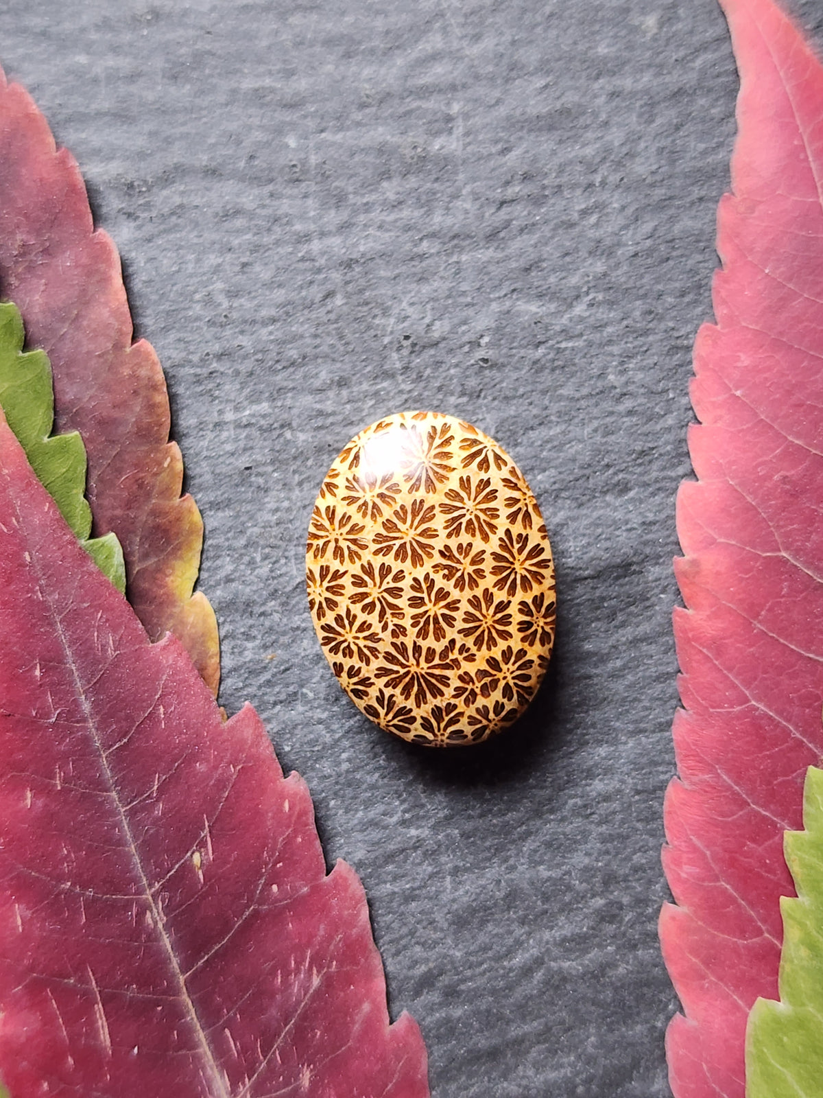 Fossilized Coral