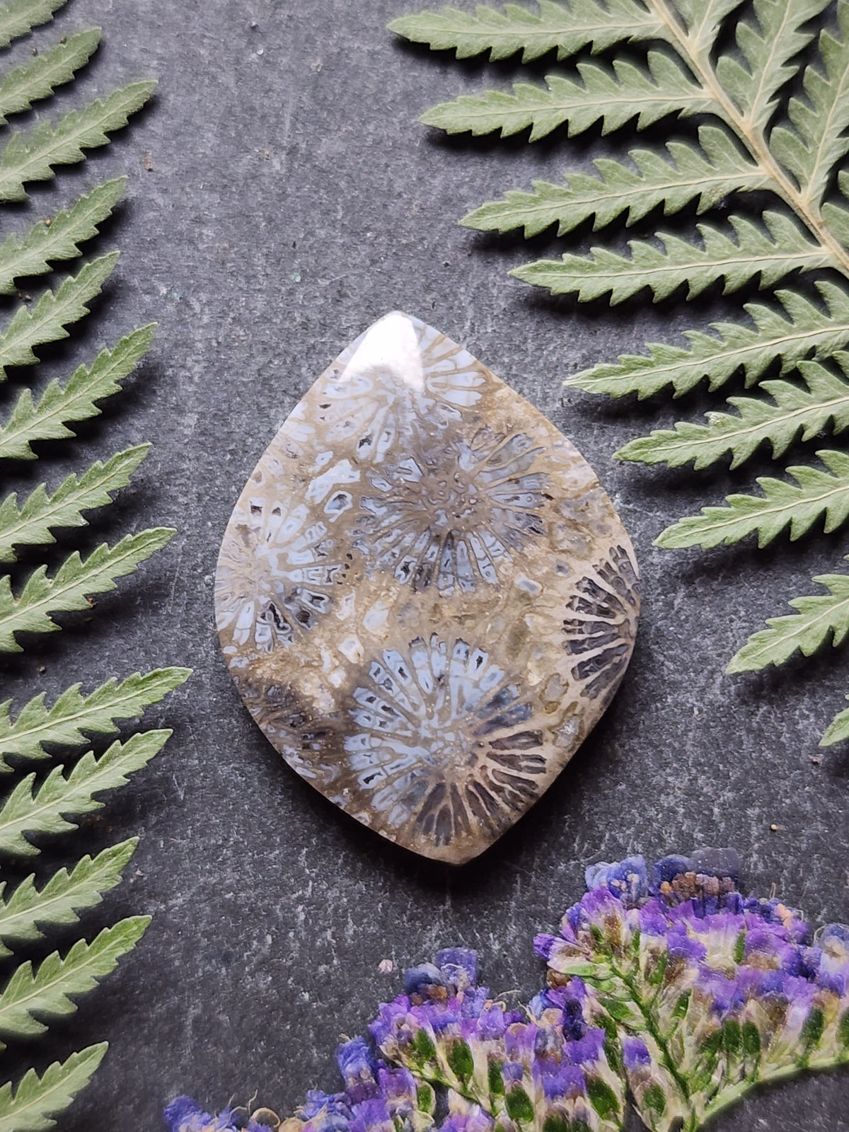 Fossilized coral