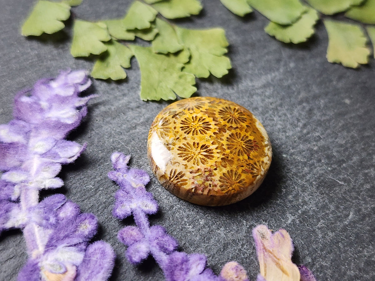 Fossilized Coral