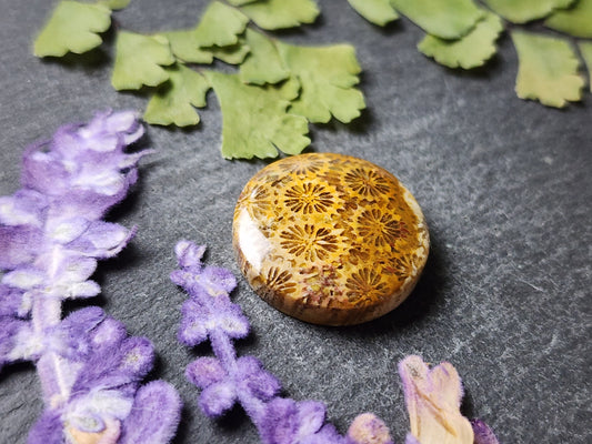 Fossilized Coral