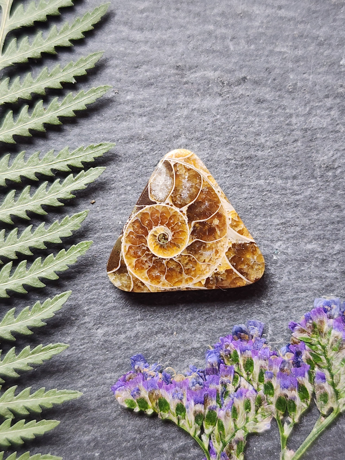 Ammonite Fossil