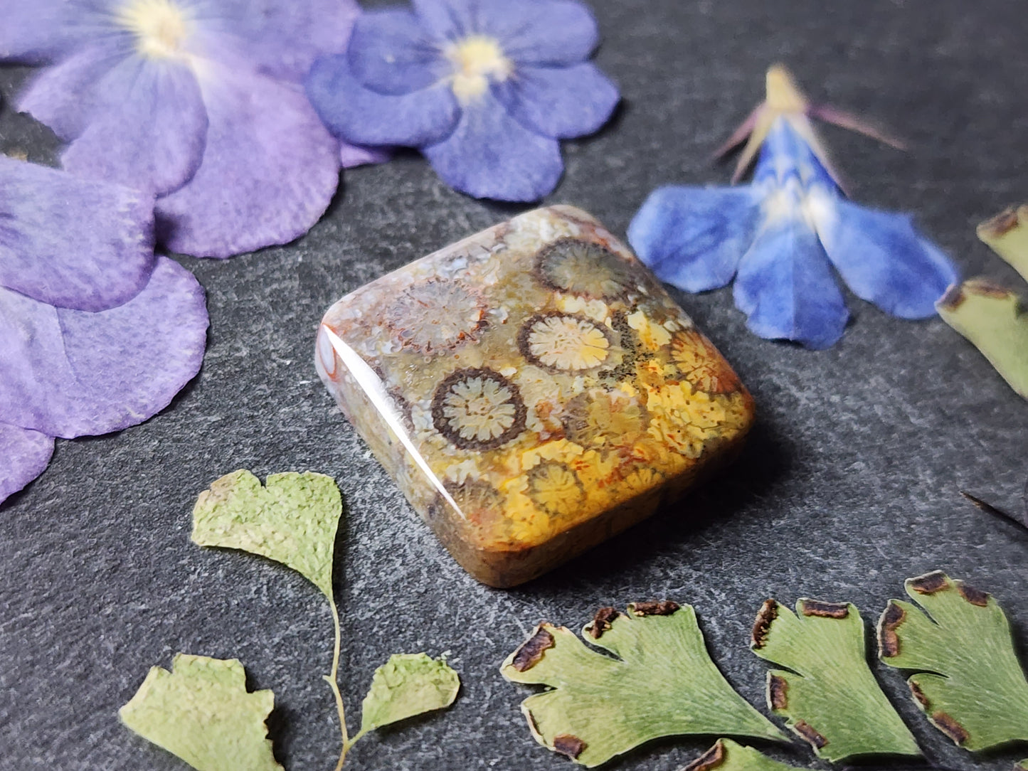 Fossilized Coral
