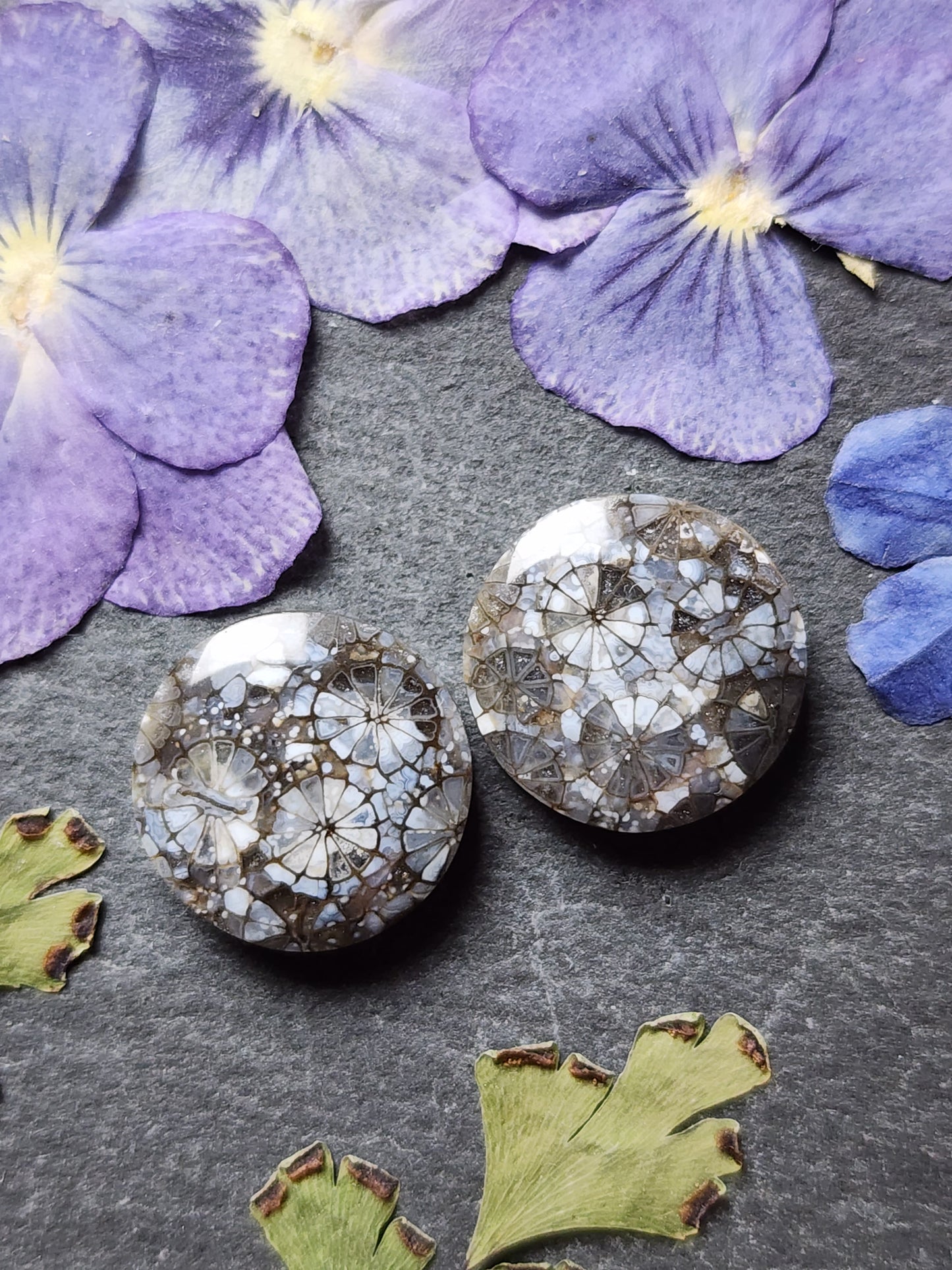 Fossilized Coral pair