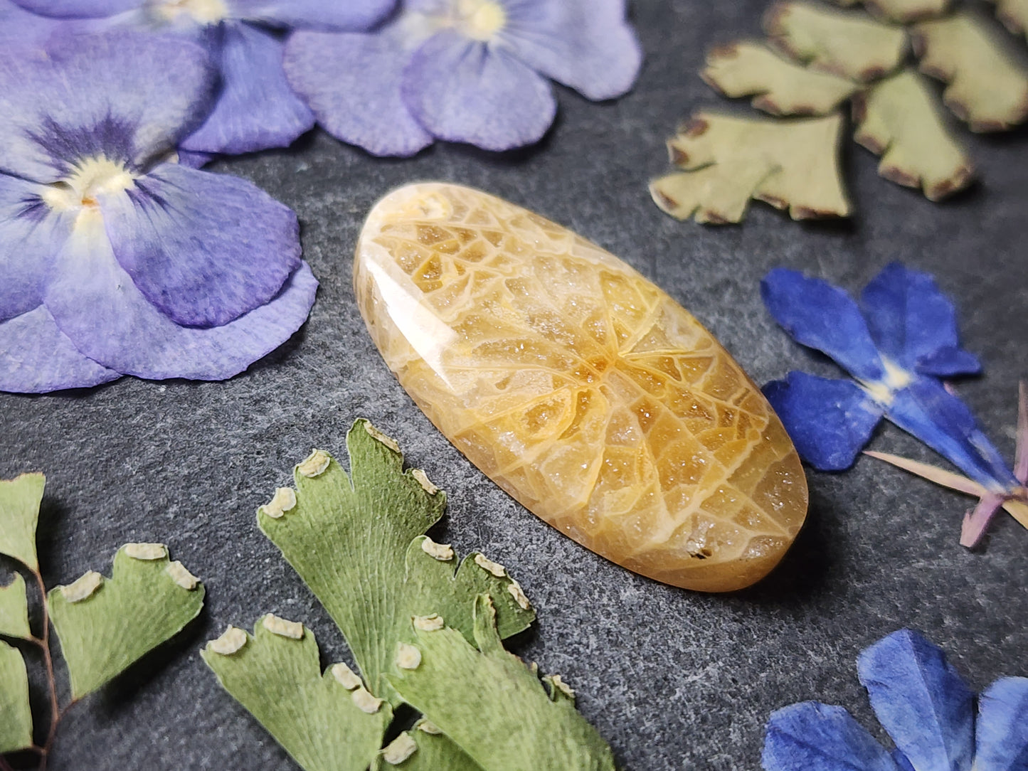 Fossilized Coral