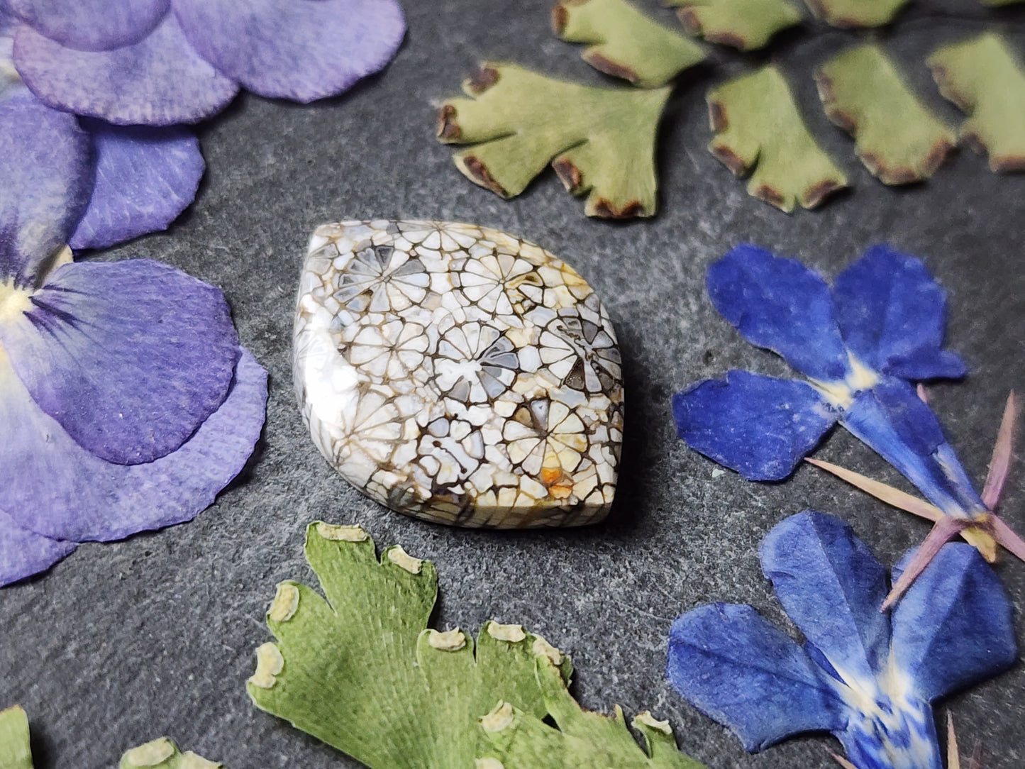 Fossilized Coral