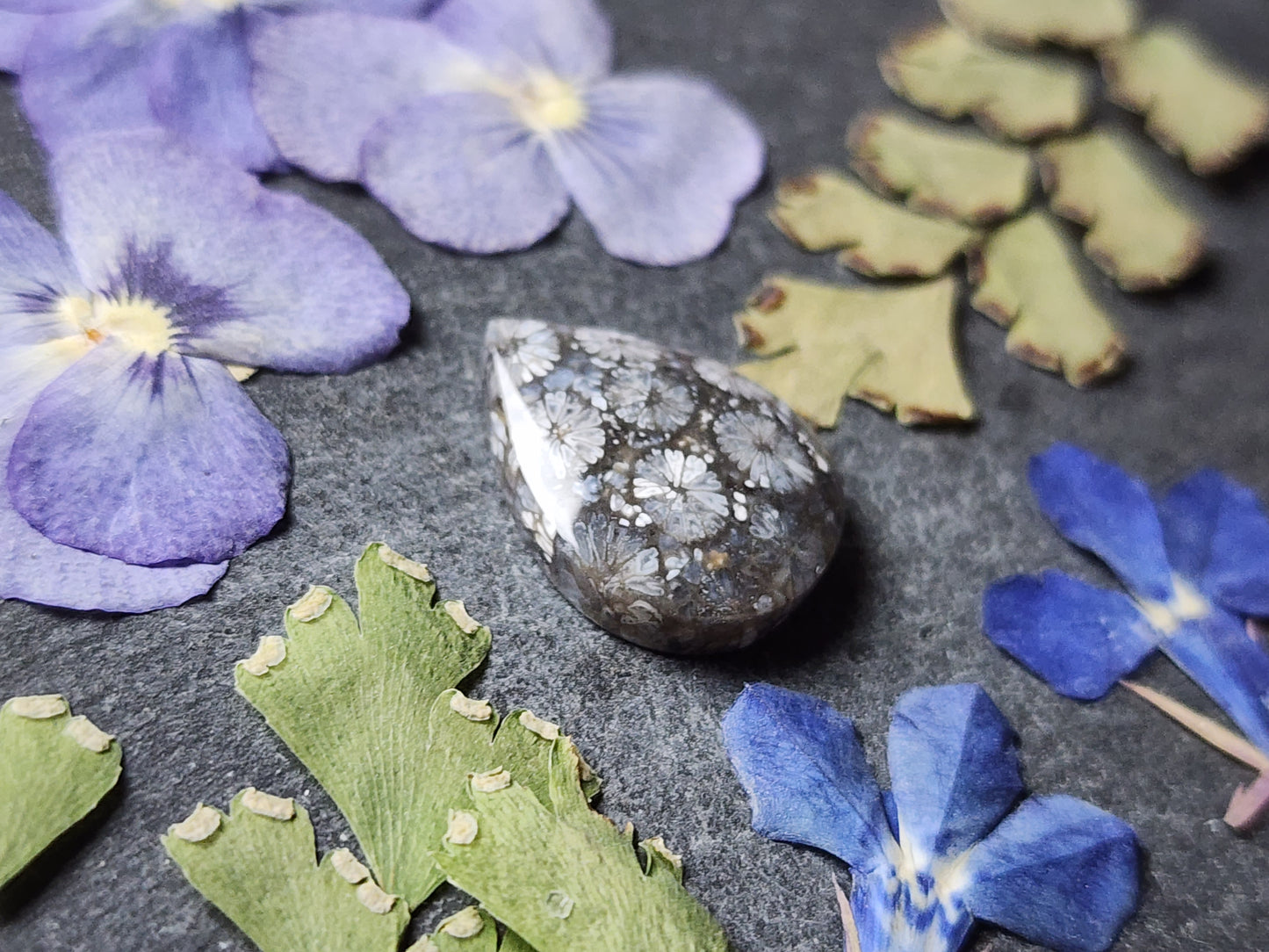 Fossilized Coral
