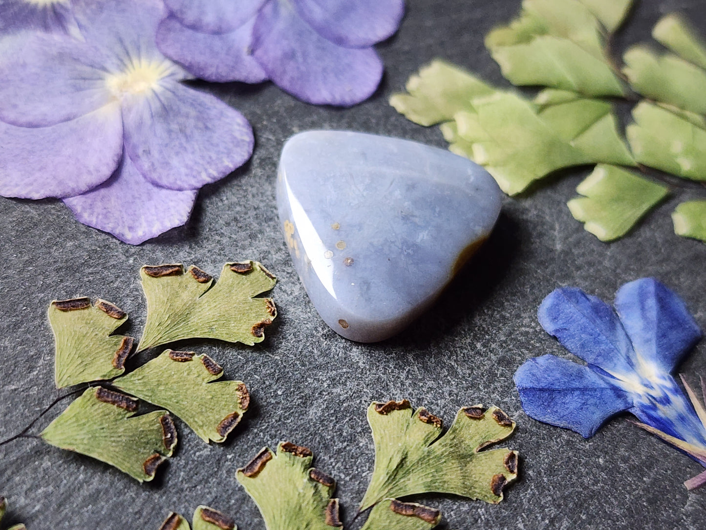 Petrified Blue palm wood