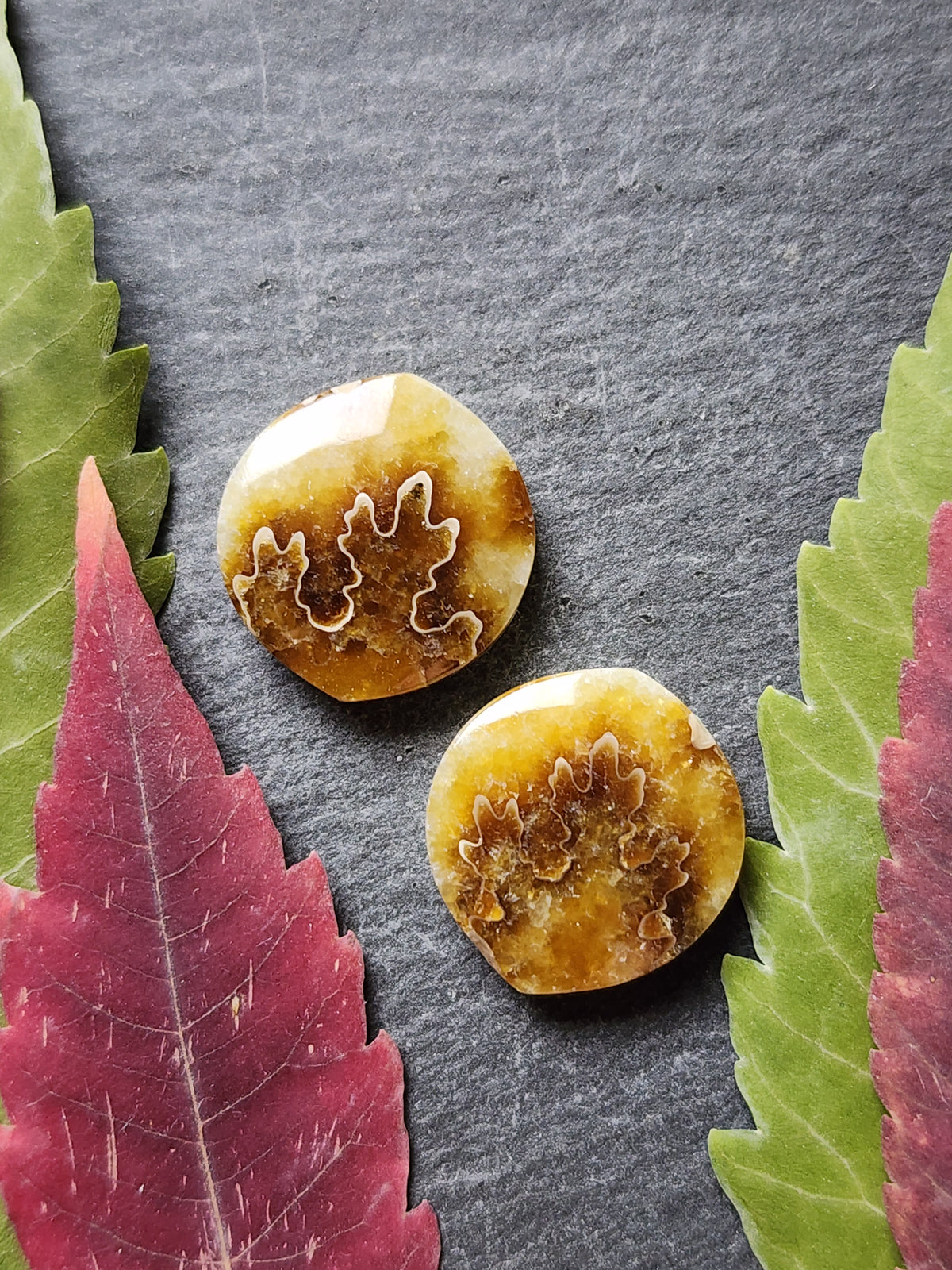 Suture Ammonite pair