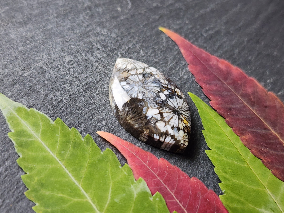 Fossilized Coral