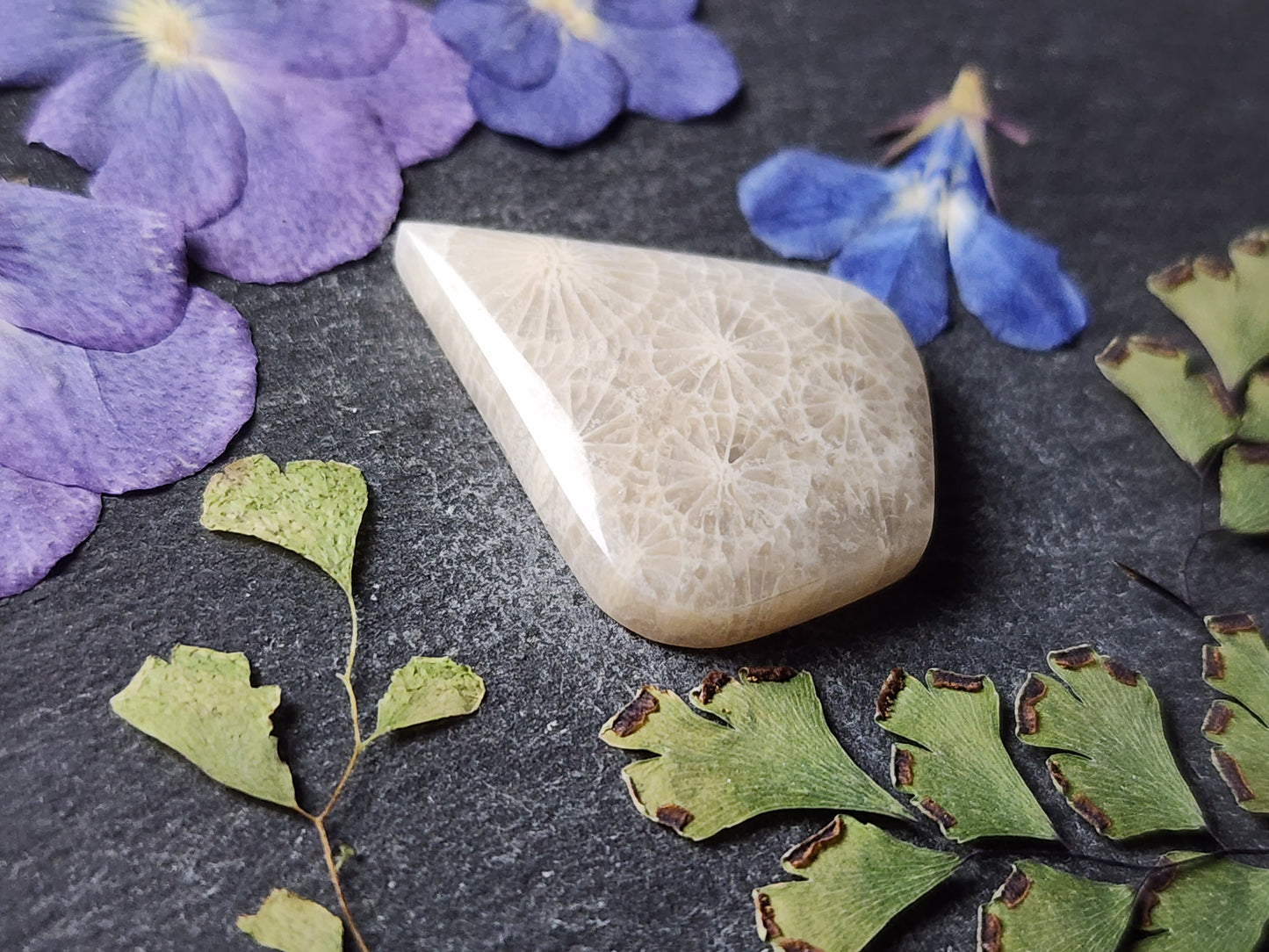 Fossilzied Coral