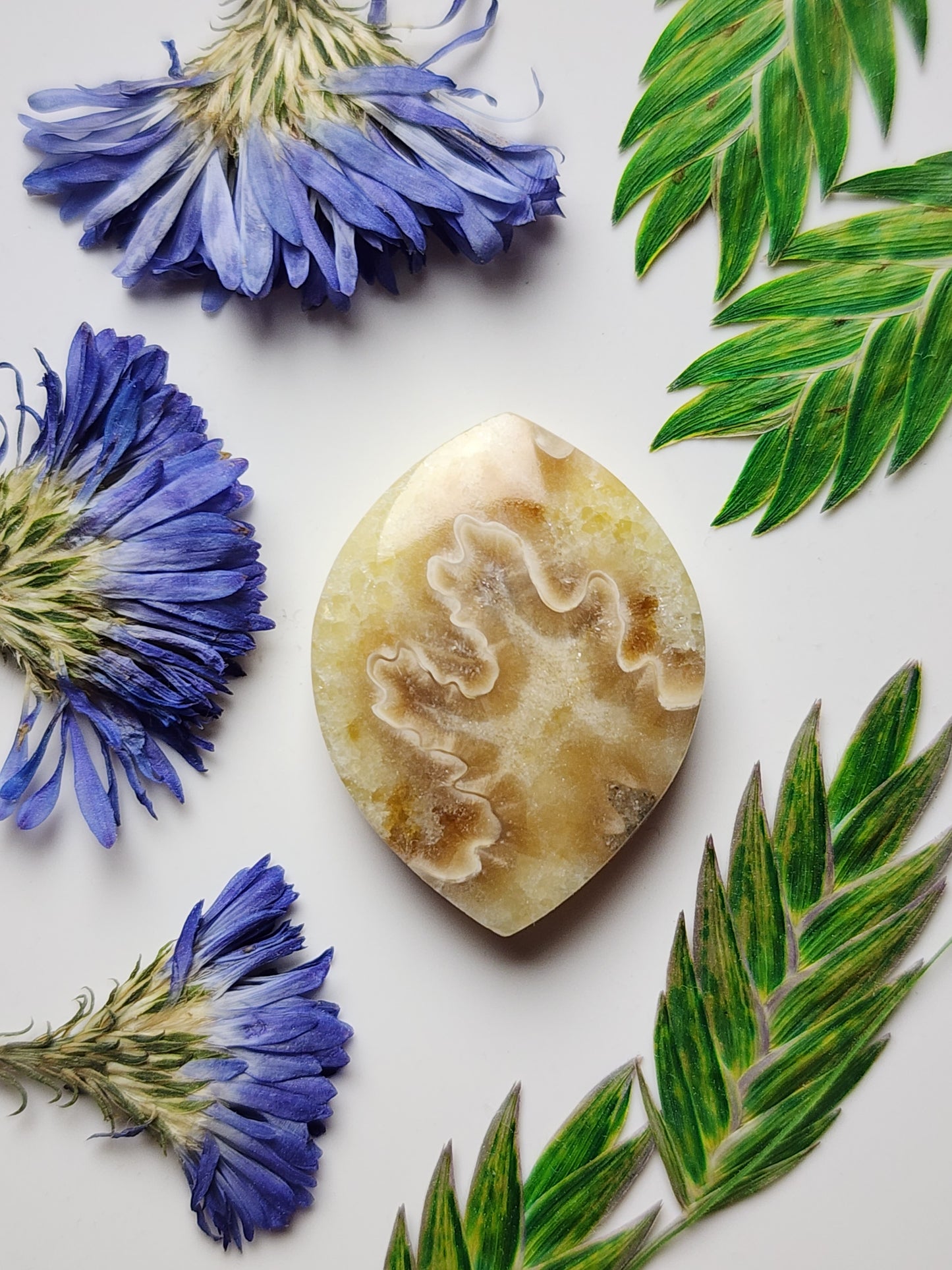 Suture Ammonite
