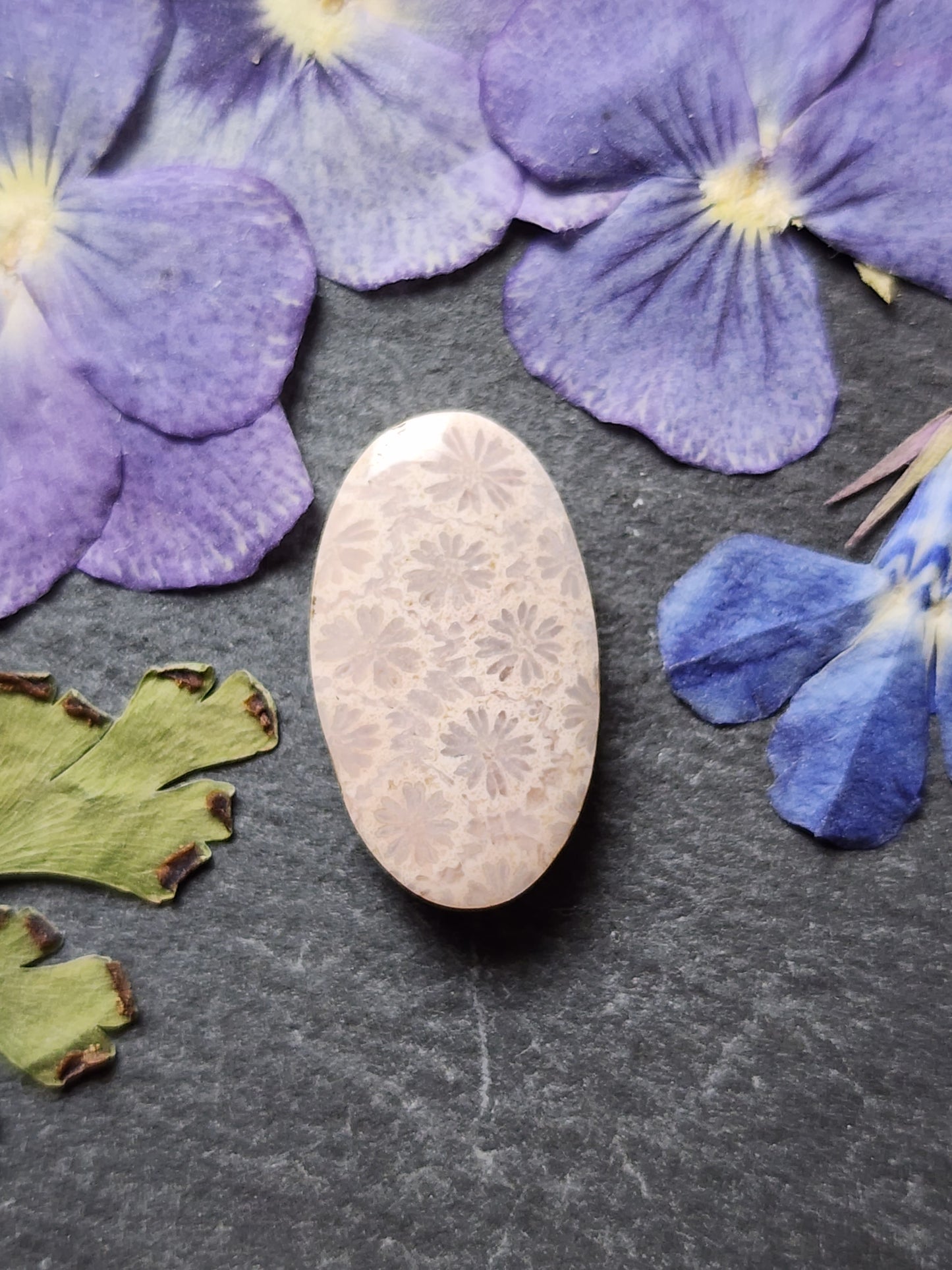 Fossilized Coral