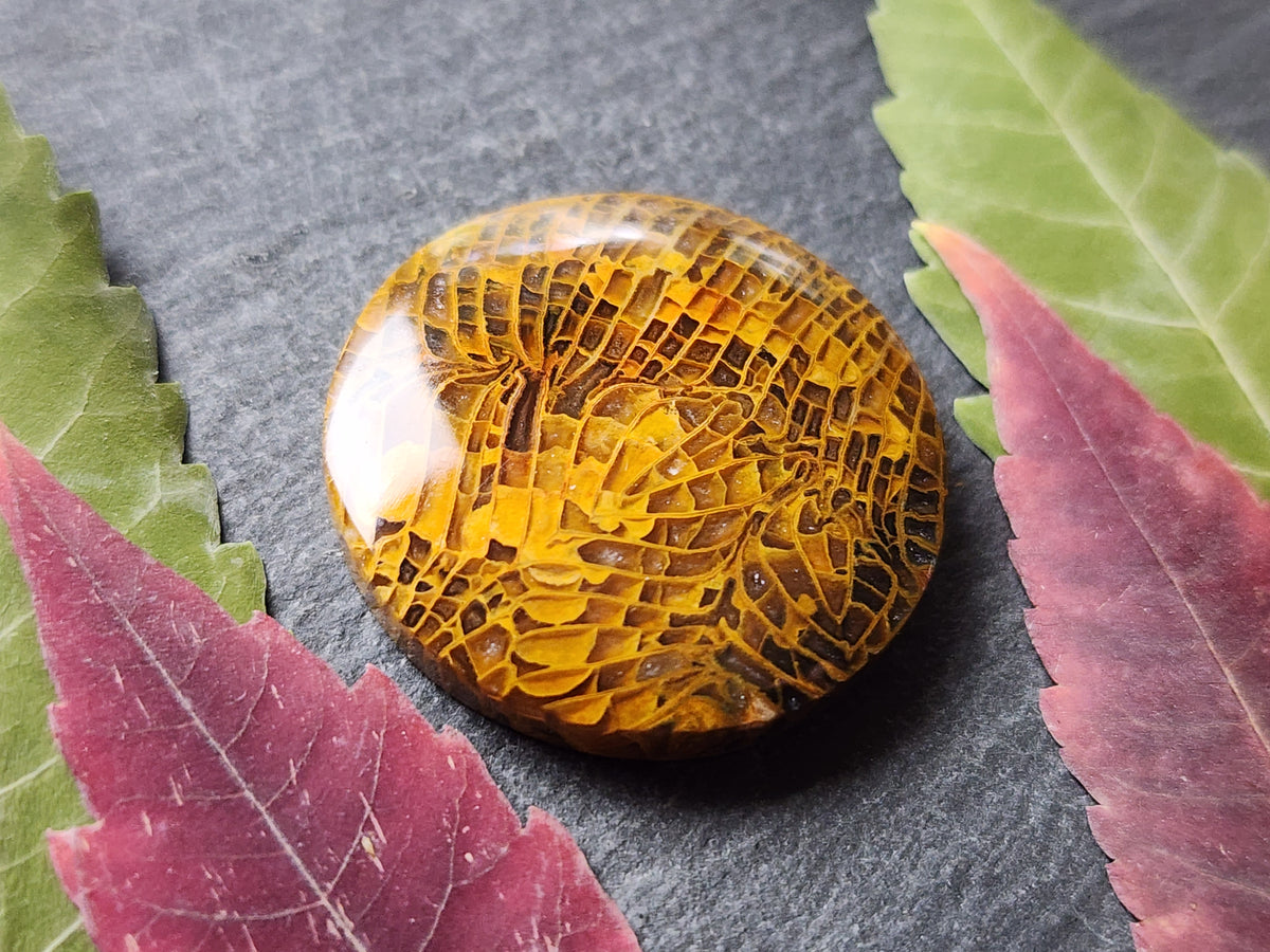 Fossilized coral