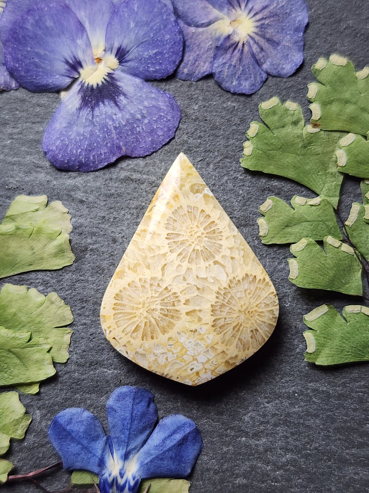 Fossilized Coral