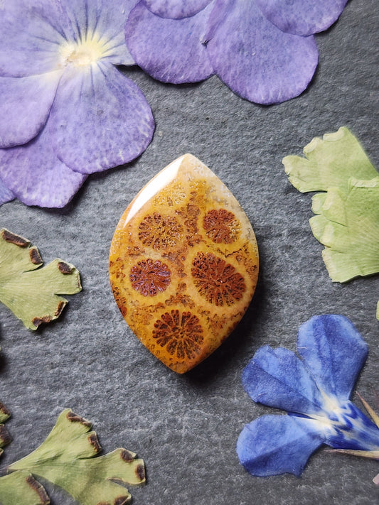 Fossilized Coral